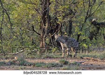 Spotted hyena (Crocuta crocuta) walking in the woods, Kruger National Park, South Africa, Africa View Large Photo Image Stock Photo - Spotted hyena (Crocuta crocuta) walking in the woods, Kruger National Park, South Africa, Africa. Fotosearch