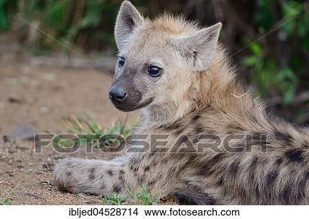 Spotted hyena or Laughing hyena (Crocuta crocuta), young lying, Kruger National Park, South Africa, Africa View Large Photo Image Picture - Spotted hyena or Laughing hyena (Crocuta crocuta), young lying, Kruger National Park, South Africa, Africa. Fotosearch