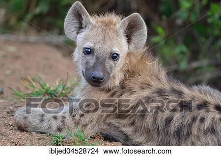 Spotted hyena or Laughing hyena (Crocuta crocuta), young lying, Kruger National Park, South Africa, Africa View Large Photo Image Picture - Spotted hyena or Laughing hyena (Crocuta crocuta), young lying, Kruger National Park, South Africa, Africa. Fotosearch
