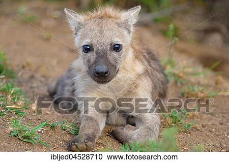 Spotted hyena or Laughing hyena (Crocuta crocuta), young lying, facing camera, Kruger National Park, South Africa, Africa View Large Photo Image Stock Image - Spotted hyena or Laughing hyena (Crocuta crocuta), young lying, facing camera, Kruger National Park, South Africa, Africa. Fotosearch
