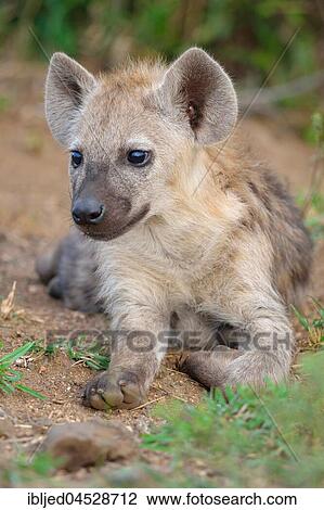 Spotted hyena or Laughing hyena (Crocuta crocuta), young lying, Kruger National Park, South Africa, Africa View Large Photo Image Stock Image - Spotted hyena or Laughing hyena (Crocuta crocuta), young lying, Kruger National Park, South Africa, Africa. Fotosearch