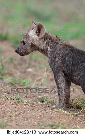 Stock Image - Spotted hyena or Laughing hyena (Crocuta crocuta), male baby animal standing, attentive, Kruger National Park, South Africa, Africa. Fotosearch