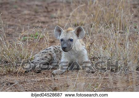 Spotted hyena or Laughing hyena (Crocuta crocuta), young male lying, Kruger National Park, South Africa, Africa View Large Photo Image Stock Photo - Spotted hyena or Laughing hyena (Crocuta crocuta), young male lying, Kruger National Park, South Africa, Africa. Fotosearch
