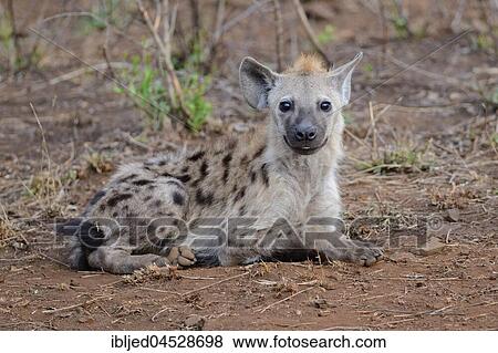 Spotted hyena or Laughing hyena (Crocuta crocuta), lying, attentive, Kruger National Park, South Africa, Africa View Large Photo Image Stock Photo - Spotted hyena or Laughing hyena (Crocuta crocuta), lying, attentive, Kruger National Park, South Africa, Africa. Fotosearch