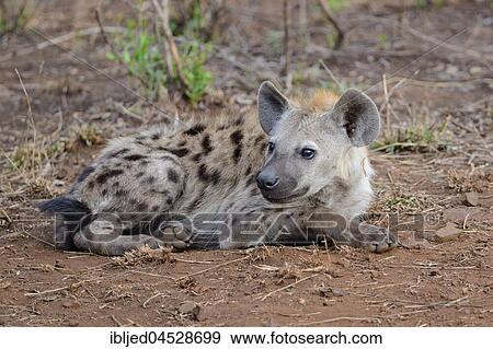 Spotted hyena or Laughing hyena (Crocuta crocuta), lying, attentive, Kruger National Park, South Africa, Africa View Large Photo Image Stock Photo - Spotted hyena or Laughing hyena (Crocuta crocuta), lying, attentive, Kruger National Park, South Africa, Africa. Fotosearch