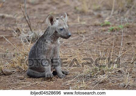 Spotted hyena or Laughing hyena (Crocuta crocuta), male baby animal sitting, Kruger National Park, South Africa, Africa View Large Photo Image Stock Photograph - Spotted hyena or Laughing hyena (Crocuta crocuta), male baby animal sitting, Kruger National Park, South Africa, Africa. Fotosearch