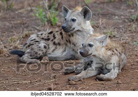 Spotted hyenas or Laughing hyenas (Crocuta crocuta), lying, attentive, Kruger National Park, South Africa, Africa View Large Photo Image Stock Image - Spotted hyenas or Laughing hyenas (Crocuta crocuta), lying, attentive, Kruger National Park, South Africa, Africa. Fotosearch