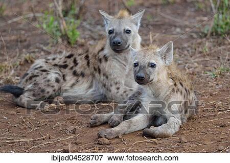 Spotted hyenas or Laughing hyenas (Crocuta crocuta), lying, facing camera, Kruger National Park, South Africa, Africa View Large Photo Image Stock Photo - Spotted hyenas or Laughing hyenas (Crocuta crocuta), lying, facing camera, Kruger National Park, South Africa, Africa. Fotosearch