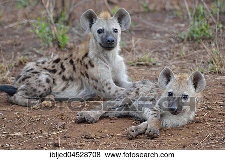 Spotted hyenas or Laughing hyenas (Crocuta crocuta), lying, facing camera, Kruger National Park, South Africa, Africa View Large Photo Image Stock Photo - Spotted hyenas or Laughing hyenas (Crocuta crocuta), lying, facing camera, Kruger National Park, South Africa, Africa. Fotosearch