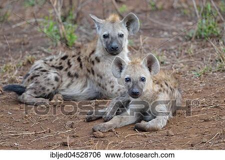 Stock Photograph - Spotted hyenas or Laughing hyenas (Crocuta crocuta), lying, facing camera, Kruger National Park, South Africa, Africa. Fotosearch