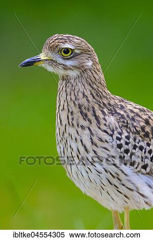 Spotted Thick-knee (Burhinus capensis) Baden-Württemberg, Germany, Europe View Large Photo Image Stock Photography - Spotted Thick-knee (Burhinus capensis) Baden-Württemberg, Germany, Europe. Fotosearch