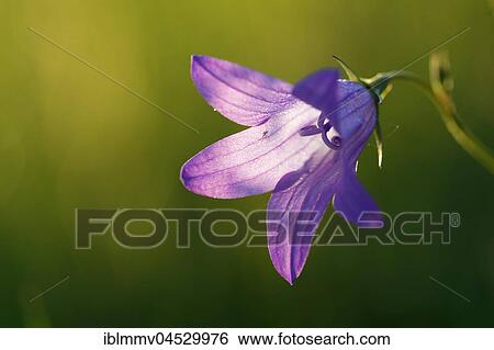 Spreading bellflower (Campanula patula), Biosphere Reserve Middle Elbe, Saxony-Anhalt, Germany, Europe View Large Photo Image Stock Photograph - Spreading bellflower (Campanula patula), Biosphere Reserve Middle Elbe, Saxony-Anhalt, Germany, Europe. Fotosearch