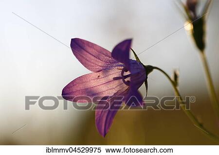 Spreading bellflower (Campanula patula), Biosphere Reserve Middle Elbe, Saxony-Anhalt, Germany, Europe View Large Photo Image Stock Photography - Spreading bellflower (Campanula patula), Biosphere Reserve Middle Elbe, Saxony-Anhalt, Germany, Europe. Fotosearch