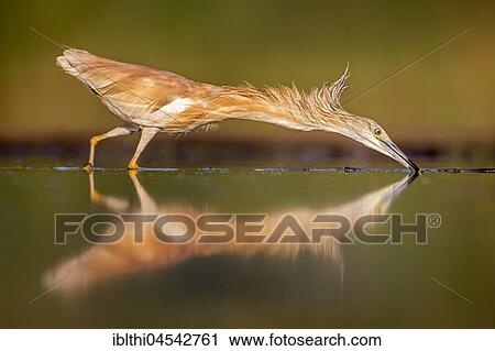 Squacco heron (Ardeola ralloides), searching for food, summer morning, sunrise, Kiskunság National Park, Hungary, Europe View Large Photo Image Stock Image - Squacco heron (Ardeola ralloides), searching for food, summer morning, sunrise, Kiskunság National Park, Hungary, Europe. Fotosearch