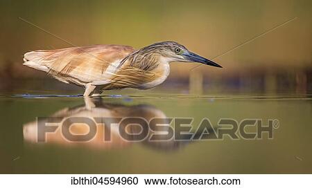 Stock Image - Squacco heron (Ardeola ralloides), hunting in shallow water, National Park Kiskunság, Hungary, Europe. Fotosearch