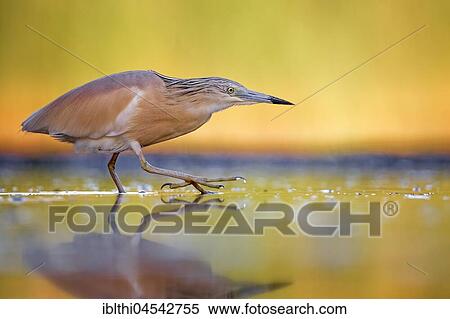 Squacco heron (Ardeola ralloides), searching for food, summer morning, sunrise, Kiskunság National Park, Hungary, Europe View Large Photo Image Stock Photography - Squacco heron (Ardeola ralloides), searching for food, summer morning, sunrise, Kiskunság National Park, Hungary, Europe. Fotosearch