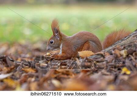 Stock Image - Squirrel (Sciurus) collecting nuts, winter stock, Saxony, Germany, Europe. Fotosearch