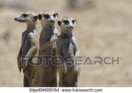 Standing meerkats (Suricatta suricata), on guard, Kgalagadi Transfrontier Park, Northern Cape, South Africa, Africa View Large Photo Image Picture - Standing meerkats (Suricatta suricata), on guard, Kgalagadi Transfrontier Park, Northern Cape, South Africa, Africa. Fotosearch