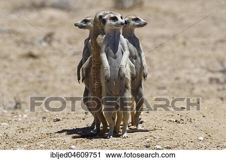 Standing meerkats (Suricatta suricata), on guard, Kgalagadi Transfrontier Park, Northern Cape, South Africa, Africa View Large Photo Image Stock Image - Standing meerkats (Suricatta suricata), on guard, Kgalagadi Transfrontier Park, Northern Cape, South Africa, Africa. Fotosearch