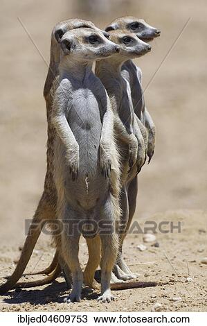 Standing meerkats (Suricatta suricata), on guard, Kgalagadi Transfrontier Park, Northern Cape, South Africa, Africa View Large Photo Image Stock Image - Standing meerkats (Suricatta suricata), on guard, Kgalagadi Transfrontier Park, Northern Cape, South Africa, Africa. Fotosearch