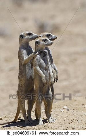Standing meerkats (Suricatta suricata), on guard, Kgalagadi Transfrontier Park, Northern Cape, South Africa, Africa View Large Photo Image Stock Image - Standing meerkats (Suricatta suricata), on guard, Kgalagadi Transfrontier Park, Northern Cape, South Africa, Africa. Fotosearch