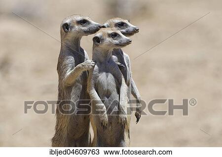 Standing meerkats (Suricatta suricata), on guard, Kgalagadi Transfrontier Park, Northern Cape, South Africa, Africa View Large Photo Image Stock Image - Standing meerkats (Suricatta suricata), on guard, Kgalagadi Transfrontier Park, Northern Cape, South Africa, Africa. Fotosearch