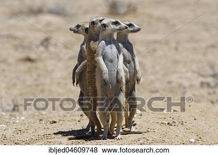 Standing meerkats (Suricatta suricata), on guard, Kgalagadi Transfrontier Park, Northern Cape, South Africa, Africa View Large Photo Image Stock Photo - Standing meerkats (Suricatta suricata), on guard, Kgalagadi Transfrontier Park, Northern Cape, South Africa, Africa. Fotosearch