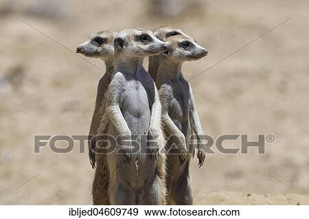 Standing meerkats (Suricatta suricata), on guard, Kgalagadi Transfrontier Park, Northern Cape, South Africa, Africa View Large Photo Image Stock Photo - Standing meerkats (Suricatta suricata), on guard, Kgalagadi Transfrontier Park, Northern Cape, South Africa, Africa. Fotosearch
