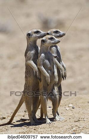 Standing meerkats (Suricatta suricata), on guard, Kgalagadi Transfrontier Park, Northern Cape, South Africa, Africa View Large Photo Image Stock Photo - Standing meerkats (Suricatta suricata), on guard, Kgalagadi Transfrontier Park, Northern Cape, South Africa, Africa. Fotosearch