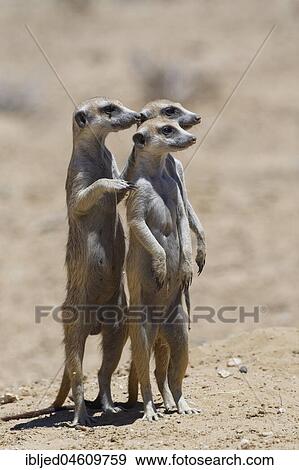 Standing meerkats (Suricatta suricata), on guard, Kgalagadi Transfrontier Park, Northern Cape, South Africa, Africa View Large Photo Image Stock Photo - Standing meerkats (Suricatta suricata), on guard, Kgalagadi Transfrontier Park, Northern Cape, South Africa, Africa. Fotosearch