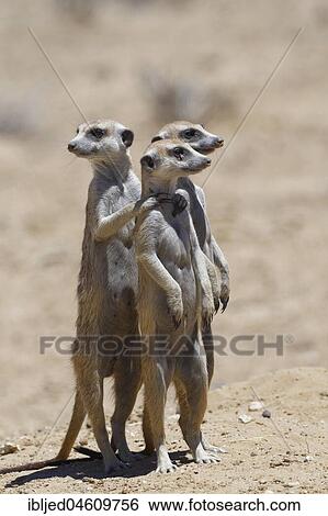 Standing meerkats (Suricatta suricata), on guard, Kgalagadi Transfrontier Park, Northern Cape, South Africa, Africa View Large Photo Image Stock Photograph - Standing meerkats (Suricatta suricata), on guard, Kgalagadi Transfrontier Park, Northern Cape, South Africa, Africa. Fotosearch