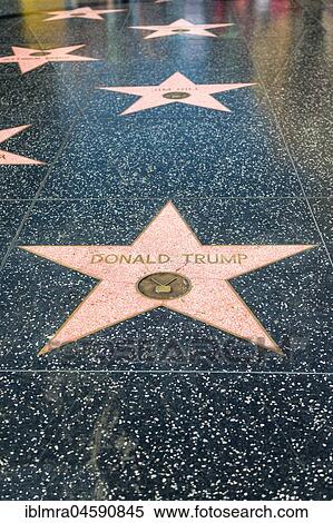 Star Donald Trump on the Walk of Fame, Hollywood Boulevard, Hollywood, Los Angeles, California, USA, North America View Large Photo Image Stock Photography - Star Donald Trump on the Walk of Fame, Hollywood Boulevard, Hollywood, Los Angeles, California, USA, North America. Fotosearch