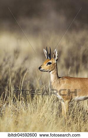 Steenbok (Raphicerus campestris), male, Kalahari Desert, Kgalagadi Transfrontier Park, South Africa, Africa View Large Photo Image Stock Image - Steenbok (Raphicerus campestris), male, Kalahari Desert, Kgalagadi Transfrontier Park, South Africa, Africa. Fotosearch
