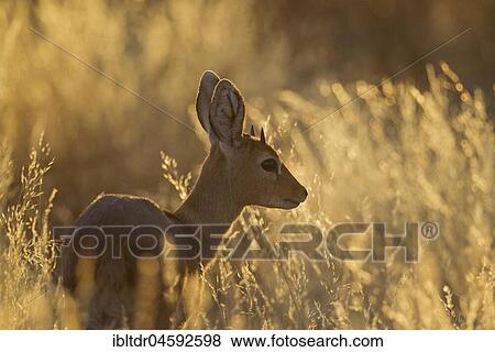 Stock Photo - Steenbok (Raphicerus campestris), young male in evening light, Kalahari Desert, Kgalagadi Transfrontier Park, South Africa, Africa. Fotosearch