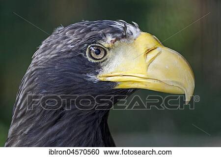 Stock Image - Steller's sea eagles (Haliaeetus pelagicus) portrait, captive. Fotosearch