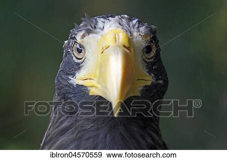 Stock Photo - Steller's sea eagles (Haliaeetus pelagicus) portrait, captive. Fotosearch