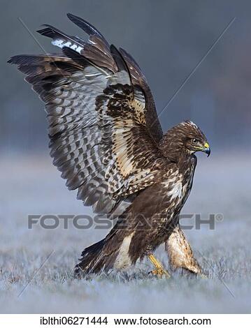 Steppe buzzard (Buteo buteo) hunting in a meadow during frost, Middle Elbe Biosphere Reserve, Saxony-Anhalt, Germany, Europe View Large Photo Image Picture - Steppe buzzard (Buteo buteo) hunting in a meadow during frost, Middle Elbe Biosphere Reserve, Saxony-Anhalt, Germany, Europe. Fotosearch