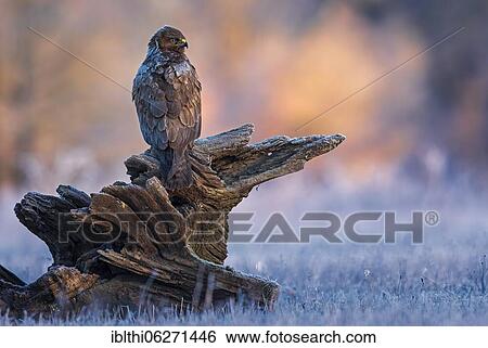 Steppe buzzard (Buteo buteo) sitting on a root during frost, Middle Elbe Biosphere Reserve, Saxony-Anhalt, Germany, Europe View Large Photo Image Stock Photograph - Steppe buzzard (Buteo buteo) sitting on a root during frost, Middle Elbe Biosphere Reserve, Saxony-Anhalt, Germany, Europe. Fotosearch