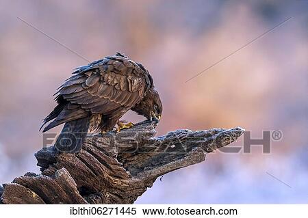 Steppe buzzard (Buteo buteo) sitting on a root during frost, Middle Elbe Biosphere Reserve, Saxony-Anhalt, Germany, Europe View Large Photo Image Stock Photography - Steppe buzzard (Buteo buteo) sitting on a root during frost, Middle Elbe Biosphere Reserve, Saxony-Anhalt, Germany, Europe. Fotosearch
