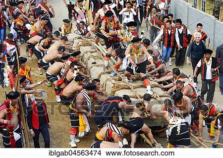 Stone pulling ceremony during Kisima Nagaland Hornbill festival, Kohima, Nagaland, India, Asia View Large Photo Image Picture - Stone pulling ceremony during Kisima Nagaland Hornbill festival, Kohima, Nagaland, India, Asia. Fotosearch