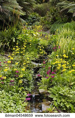 Stock Photo - Stream, Trebah Garden, Mawnan Smith, near Falmouth, Cornwall, England, United Kingdom, Europe. Fotosearch