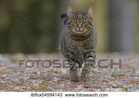 Strewn mackerel cat (Felis silvestris catus), Tyrol, Austria, Europe View Large Photo Image Stock Image - Strewn mackerel cat (Felis silvestris catus), Tyrol, Austria, Europe. Fotosearch