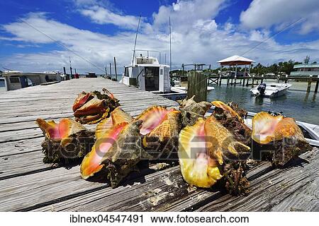 Stock Image - Strombus, Guana Cay, Abacos Islands, Bahamas, Central America. Fotosearch