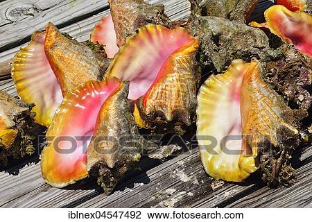 Strombus, Guana Cay, Abacos Islands, Bahamas, Central America View Large Photo Image Stock Image - Strombus, Guana Cay, Abacos Islands, Bahamas, Central America. Fotosearch