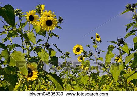 Sunflower field, sunflowers (Helianthus annuus), Bavaria, Germany, Europe View Large Photo Image Stock Image - Sunflower field, sunflowers (Helianthus annuus), Bavaria, Germany, Europe. Fotosearch