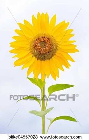Sunflower (Helianthus annuus), Germany, Europe View Large Photo Image Stock Photo - Sunflower (Helianthus annuus), Germany, Europe. Fotosearch