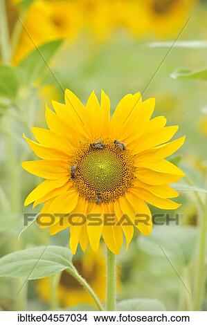 Sunflower with bees (Helianthus annuus), sunflower field, Baden-Württemberg, Germany, Europe View Large Photo Image Picture - Sunflower with bees (Helianthus annuus), sunflower field, Baden-Württemberg, Germany, Europe. Fotosearch