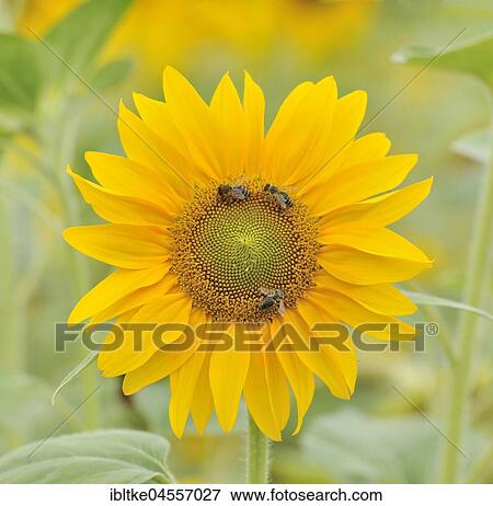 Sunflower with bees (Helianthus annuus), Baden-Württemberg, Germany, Europe View Large Photo Image Stock Photo - Sunflower with bees (Helianthus annuus), Baden-Württemberg, Germany, Europe. Fotosearch