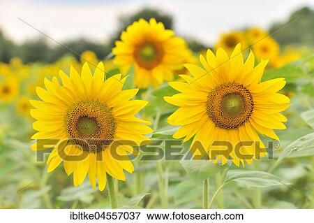 Sunflowers (Helianthus annuus), sunflower field, Baden-Württemberg, Germany, Europe View Large Photo Image Stock Photo - Sunflowers (Helianthus annuus), sunflower field, Baden-Württemberg, Germany, Europe. Fotosearch