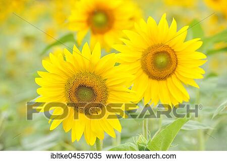 Sunflowers (Helianthus annuus), sunflower field, Baden-Württemberg, Germany, Europe View Large Photo Image Stock Photography - Sunflowers (Helianthus annuus), sunflower field, Baden-Württemberg, Germany, Europe. Fotosearch